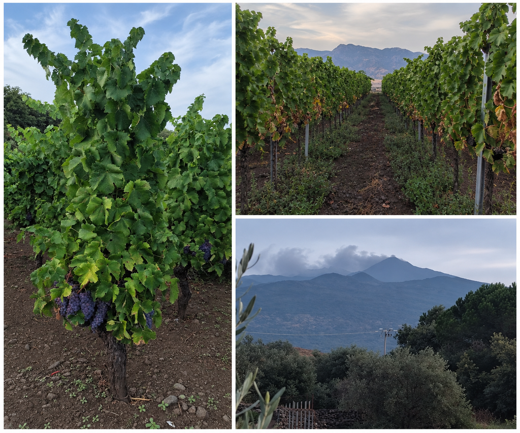 Vigneti sul versante nord dell'Etna e panorama del vulcano